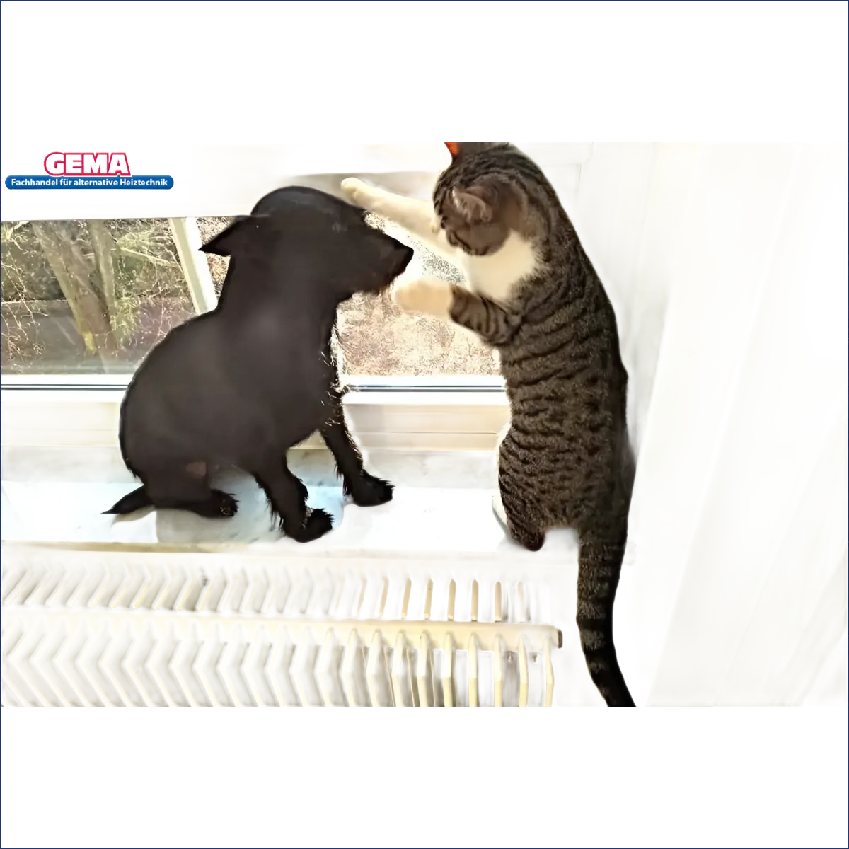 Hund und Katze auf Radiator neben Moderne Holzvergaserheizung mit hoher Effizienz